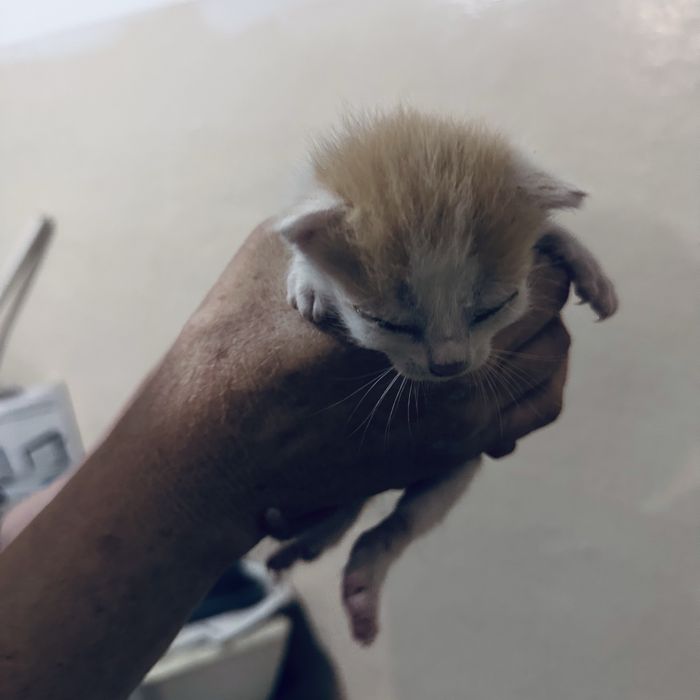Котята бесплатно