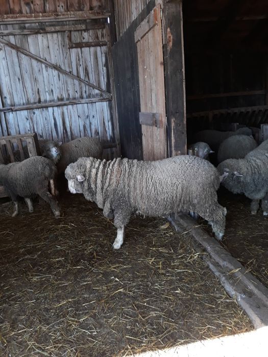 Vand 15 mioare de anul trecut(aprilie 2025)