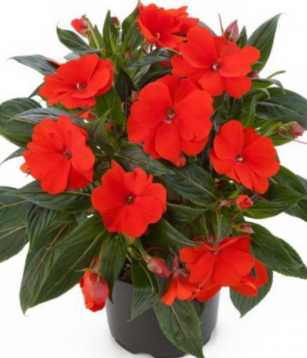 Цветы в горшках на подарок