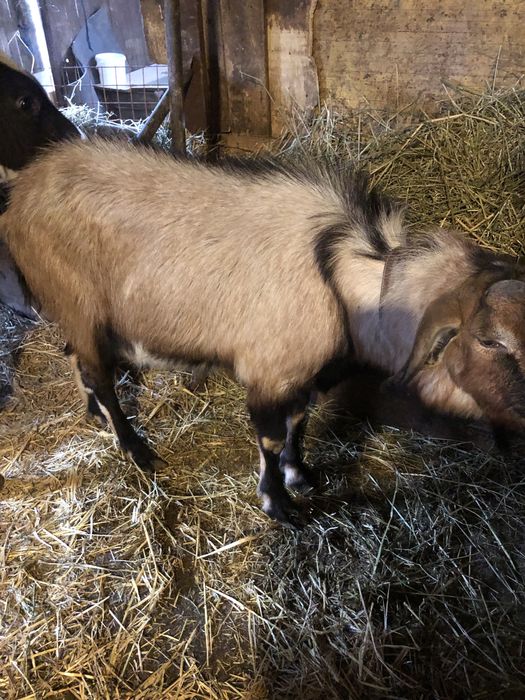 Vand Țap  Agro Nubian