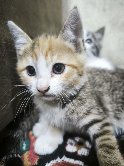 Кошки 50 000 сум