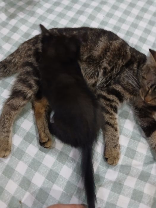 Отдам котят в добрые руки!!!