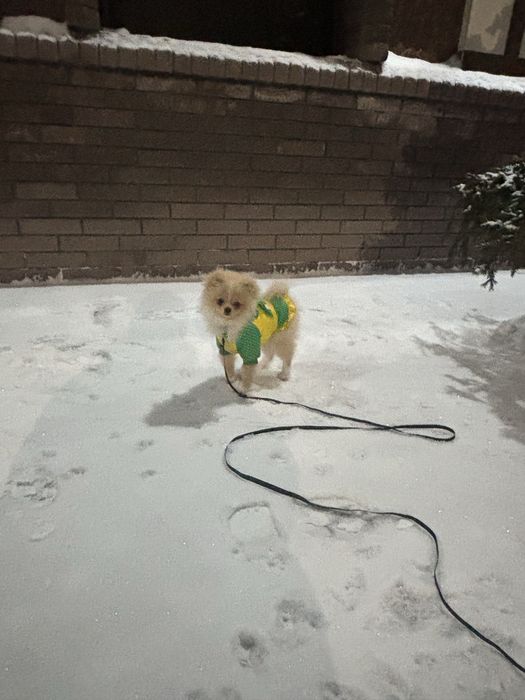 Продам комбинезон для щенка