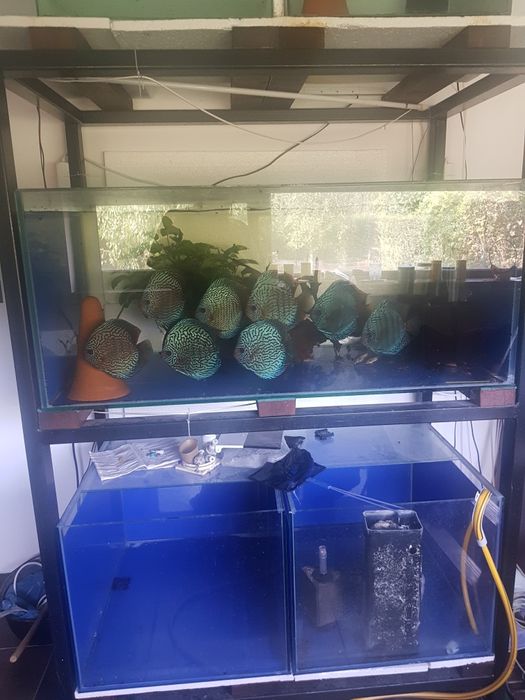 Rastel acvarii plus acvarii