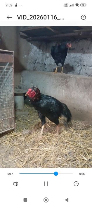 Дакан хуроз сотилади