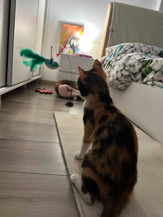 Pisica calico Kiri /adoptie responsabila
