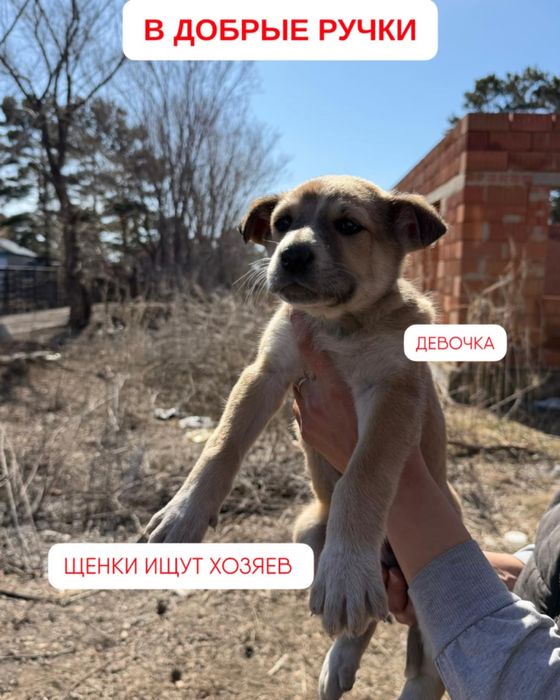 Отдам щенка в добрые руки