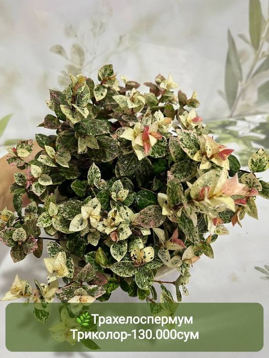 Антуриумы разных сортов