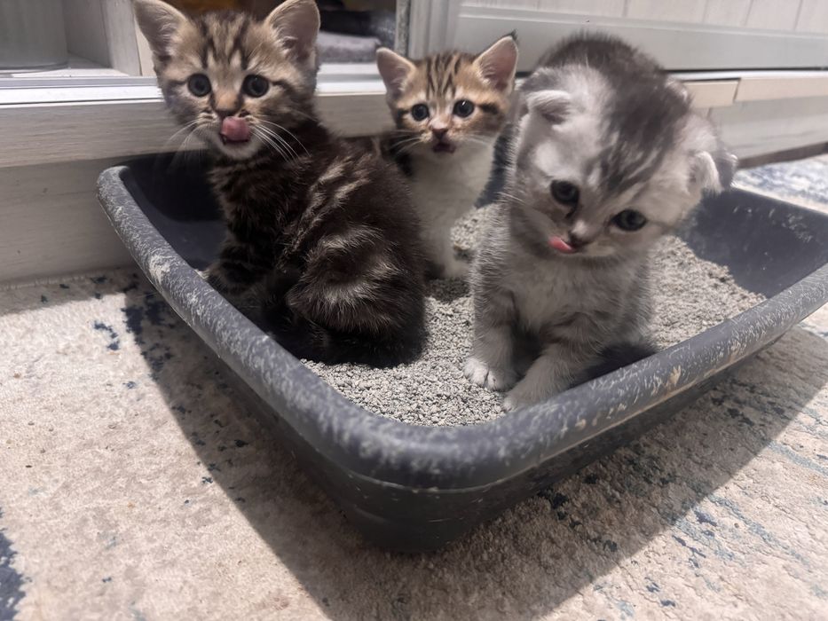 Кошки Британская