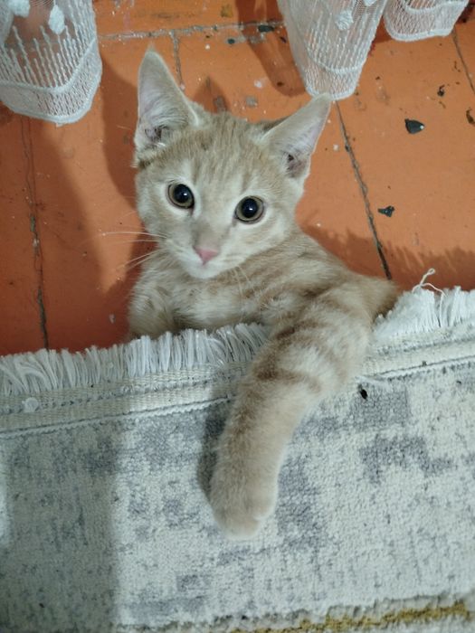 котенок в добрые руки, срочно!