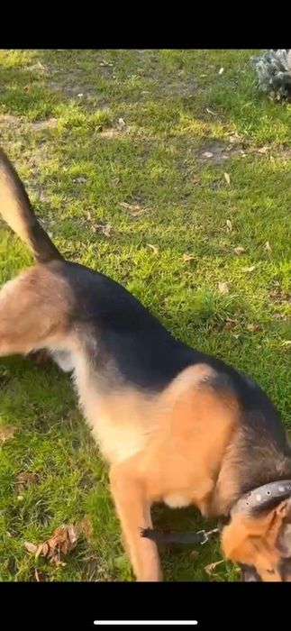 Овчарка с питомника