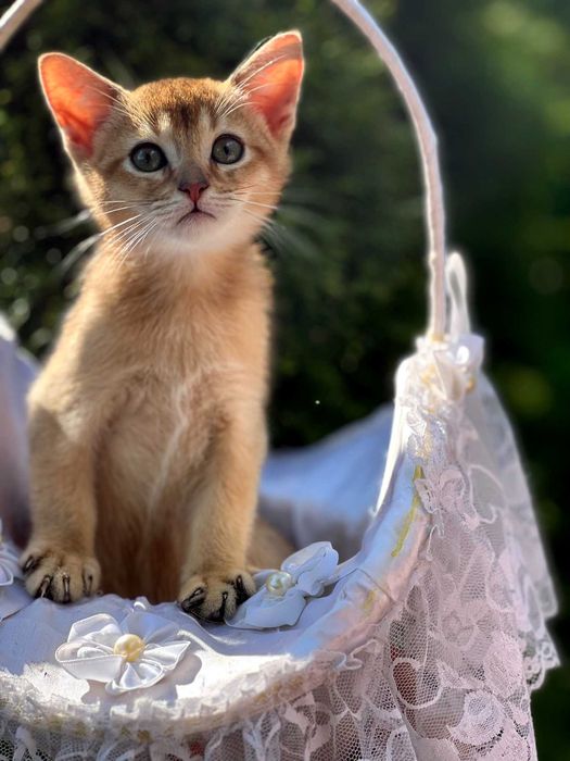 абисински котенца