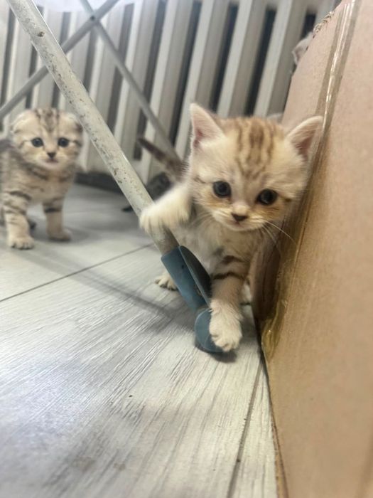 Продам котят мраморных
