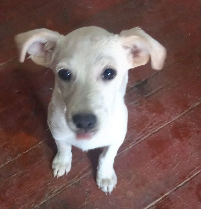 Бесплатно собак отдам