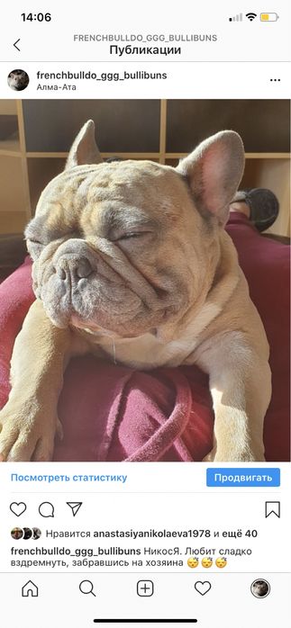 Французский бульдог Вязка