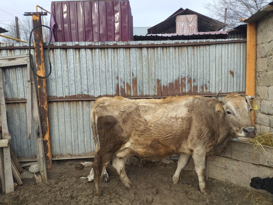 Сиыр сатам буаз 10 литр береди