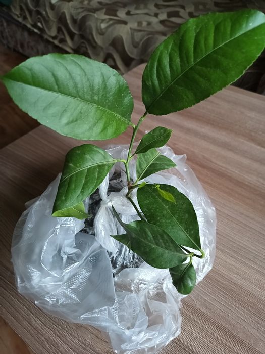 Продам лимонное деревце
