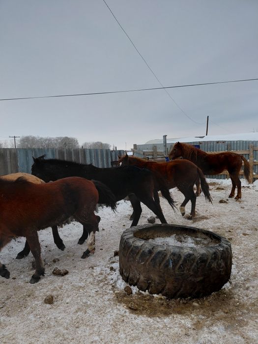Семіз жылқылар сатылады