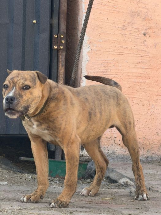 Собака питбуль 3ай