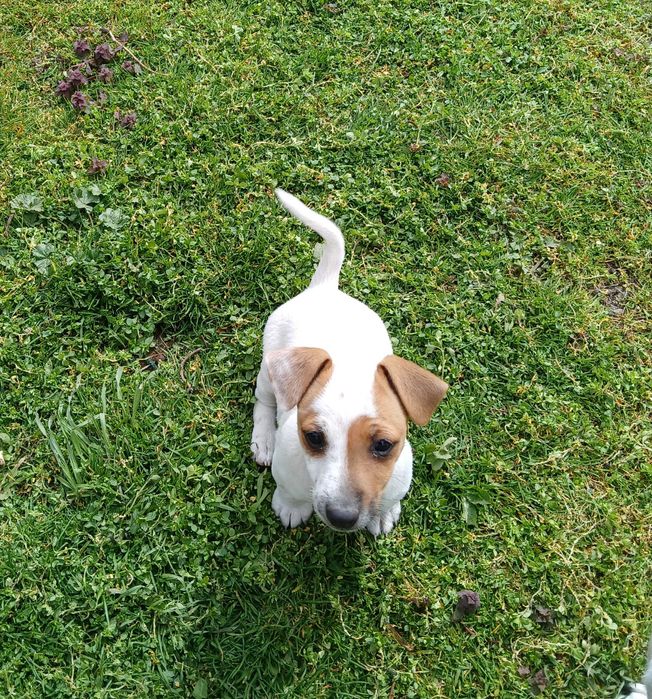 Джак ръсел мъжко на 2 месеца