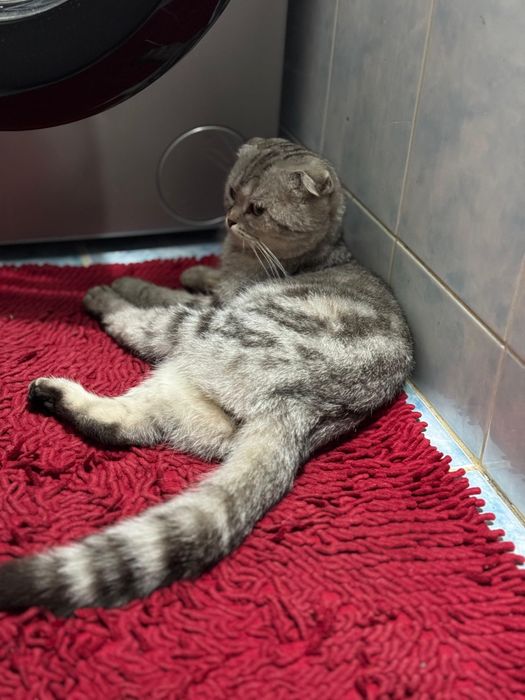 Кот ищет дом вислоухий