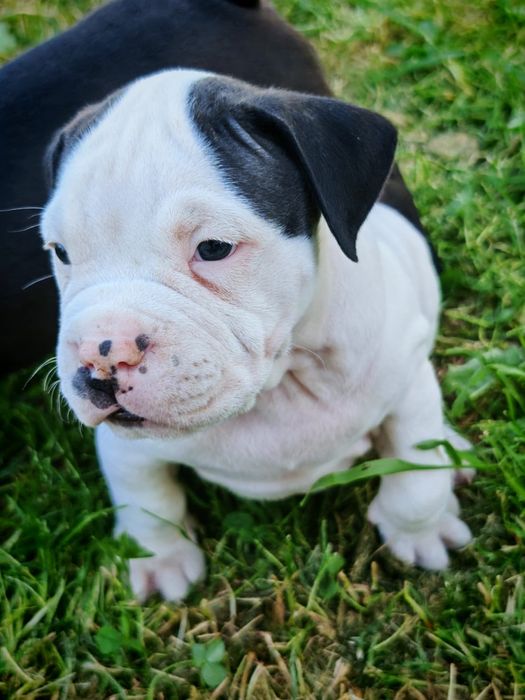 American Bully XL