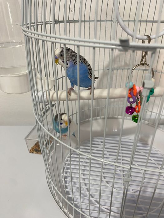 Продам попугаев пара