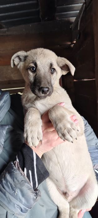 Щенки девчули ждут добрые руки