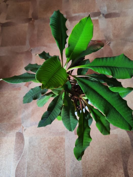 Продается комнатные цветы