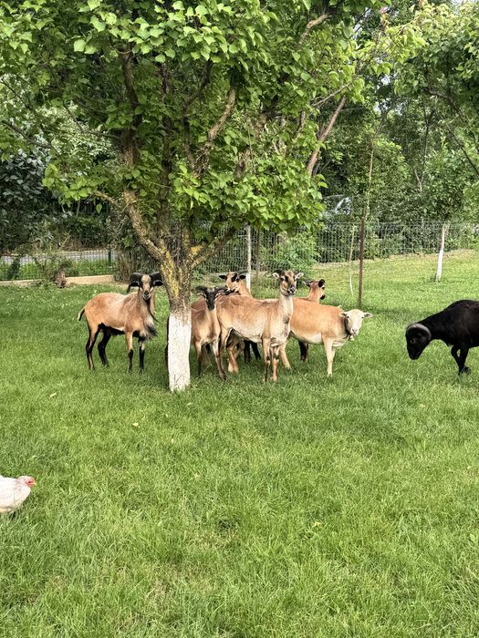 Oi si berbeci de Camerun