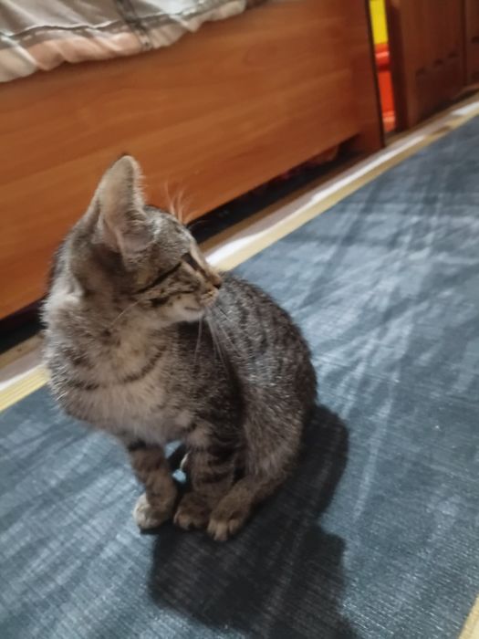 Отдам котёнка бесплатно