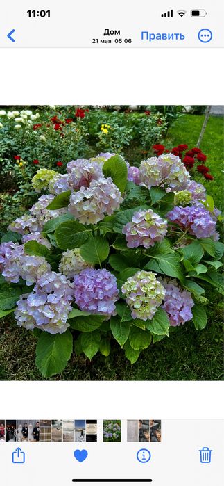 Гортензия крупна листная рассадки