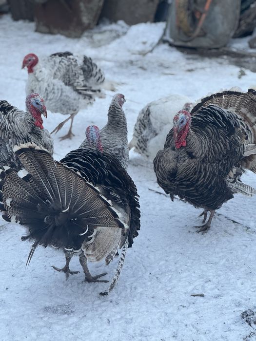 Gâște si Curci de vanzare