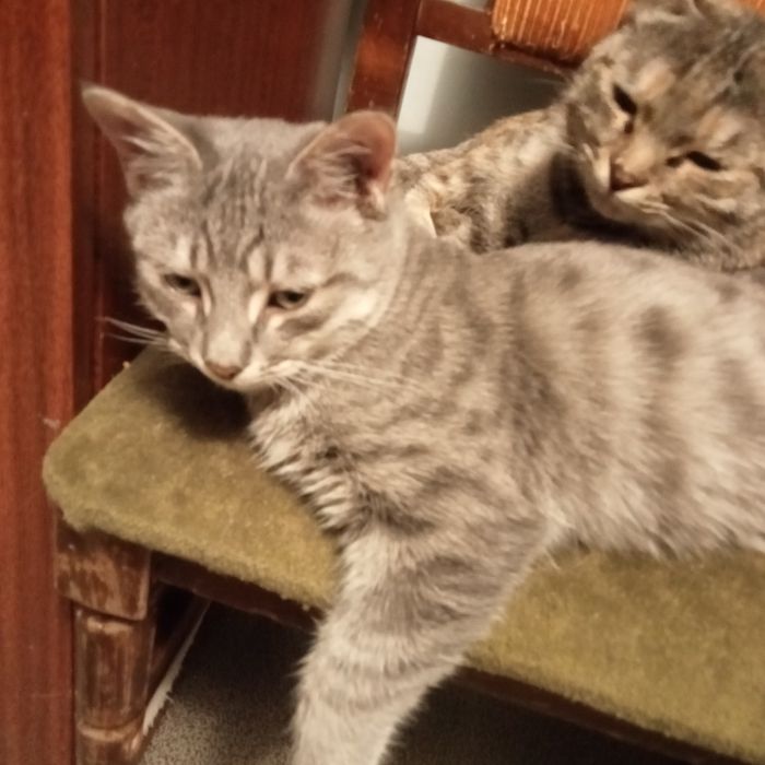 Раздам котят 3,5 месяца. Британцы короткошерстные.