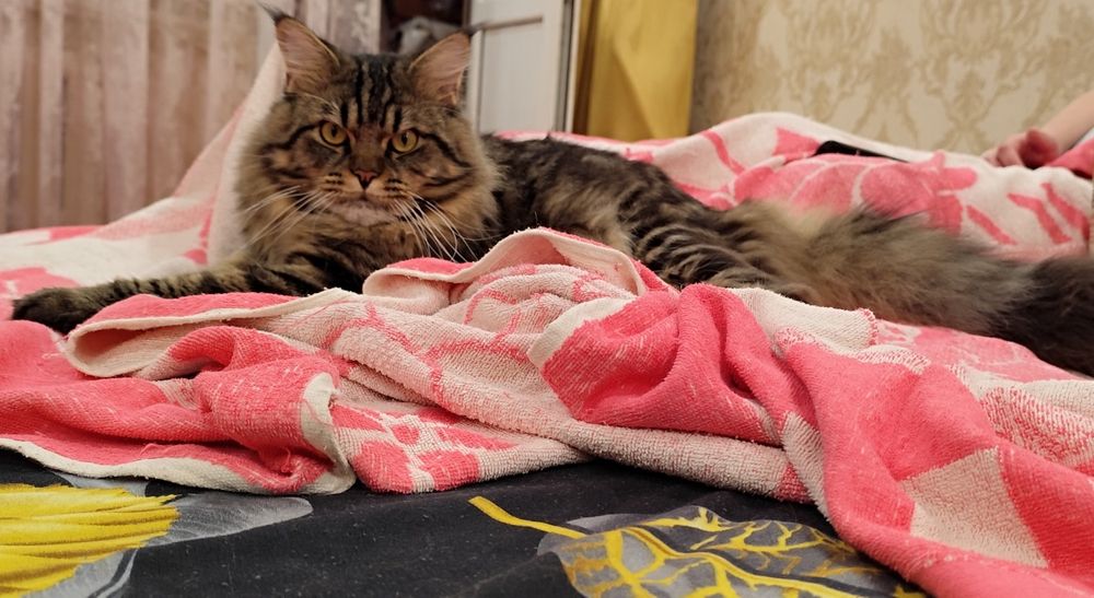 Кот для вязки Мэйн кун