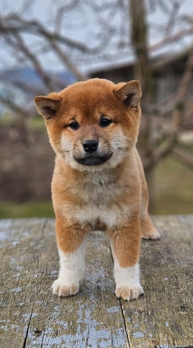 Băiat Shiba cu pedigree