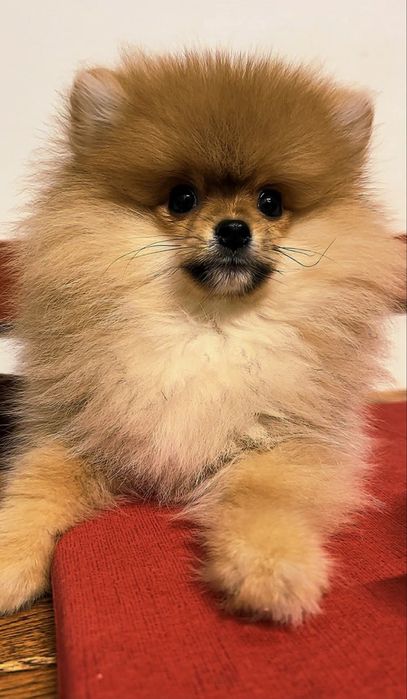 Vand caine Pomeranian
