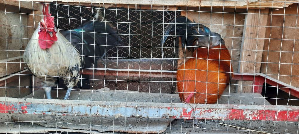 Feniks xo'roz va tovuq