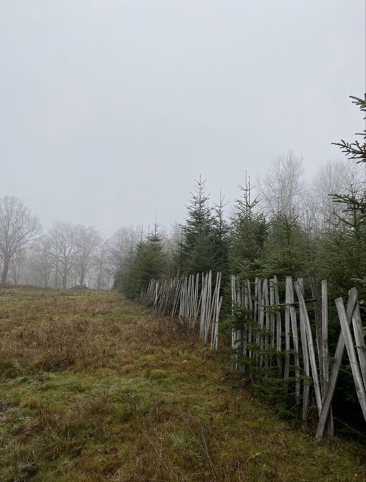 Brad de craciun /nunta ,crengute brad , brad argintiu molid,douglas