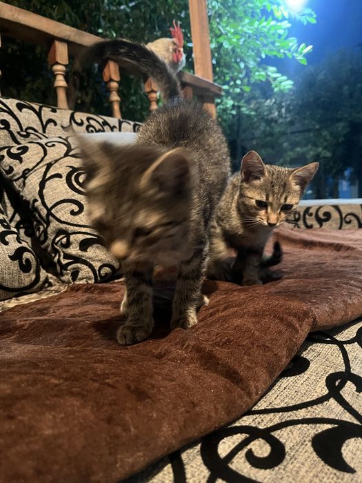 Котята бесплатно