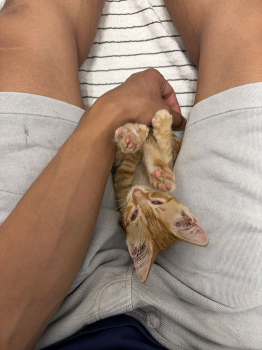 Отдам рыжего котика в добрые руки!!