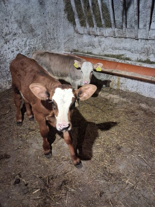 Vând tauras și vitea