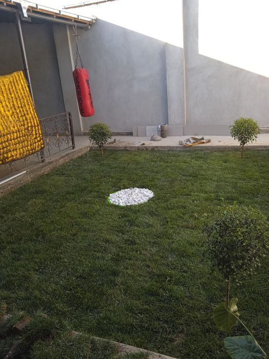 Gazon Tayori chim bor