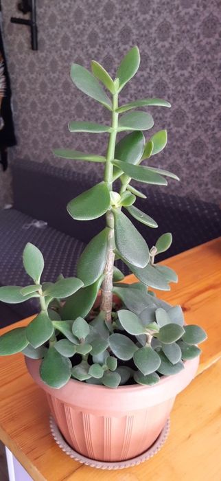 Продам ростки денежного дерева