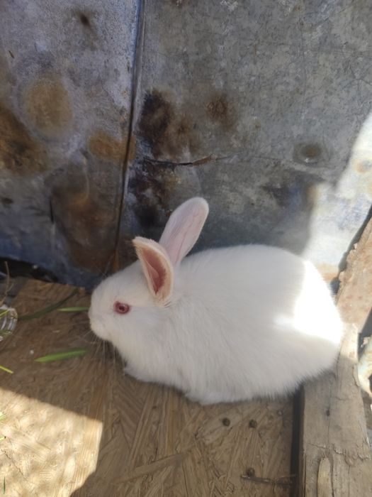 Продается кролики