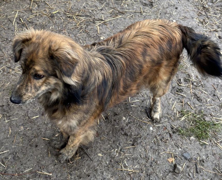 Adoptie bland si iubitor