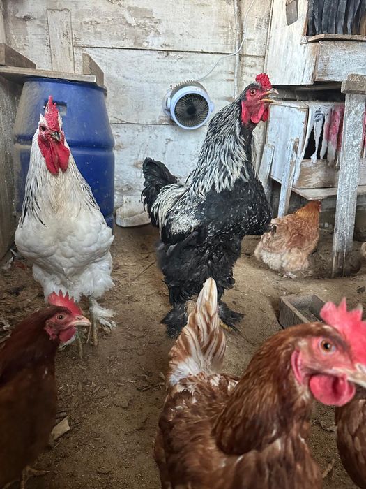 Продам домашних цыплят