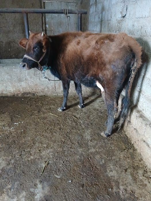 Срочни она бола сигр сотлади ювош