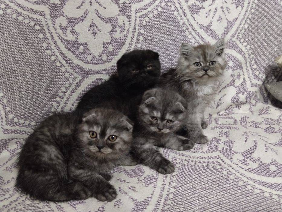 Motanel scottish fold