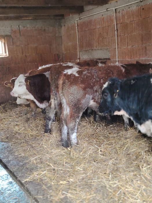 Vând viței bălțați și belgian